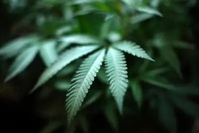 Mille Lacs Band of Ojibwe signs cannabis compact with state