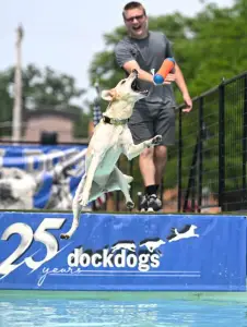 Pups make a splash during big air competition at Libertyville's Dog Days of Summer