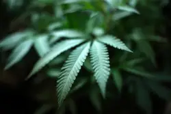 Mille Lacs Band of Ojibwe signs cannabis compact with state
