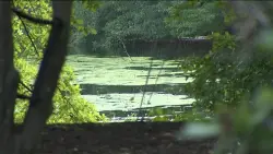Snake mistake: Attleboro bite not from copperhead